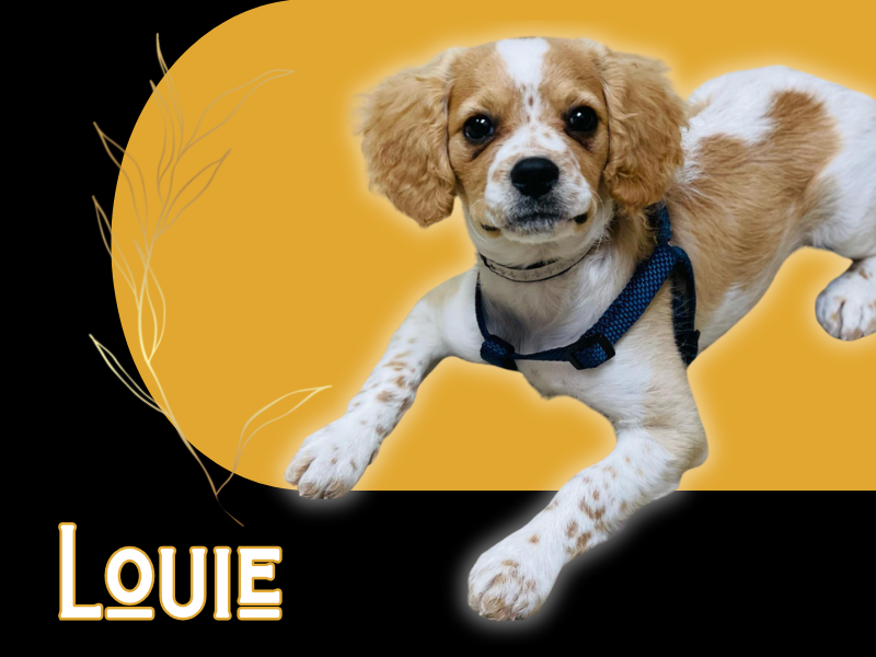 louie